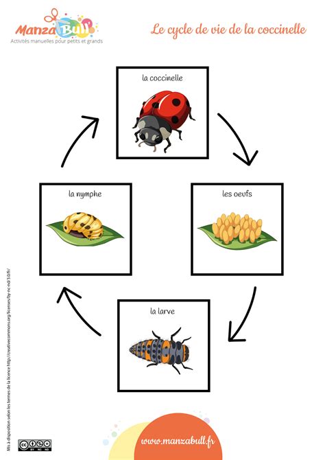 Cycle de vie de la coccinelle