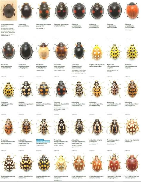 Différentes espèces de coccinelles