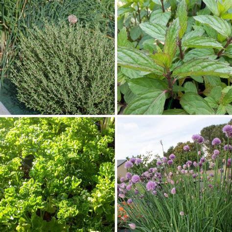 Plantes aromatiques variées