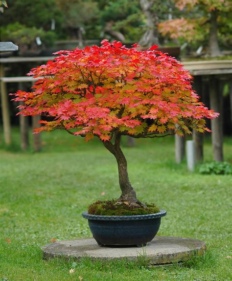 Bonsaï Érable du Japon en pot