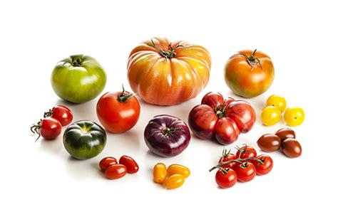 Tomates variées et colorées