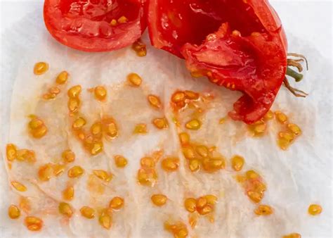 Graines de tomates séchant sur du papier essuie-tout
