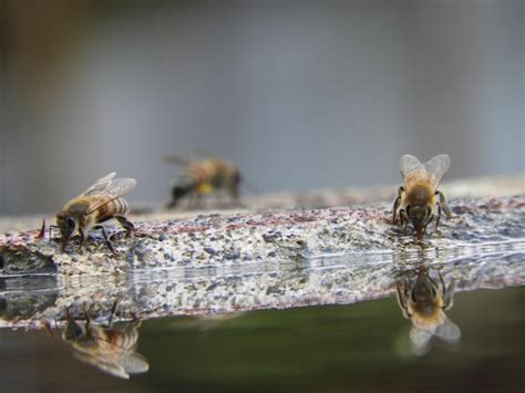 Abeilles buvant de l'eau