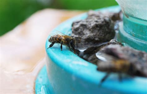 Schéma de l'implantation d'un abreuvoir à abeilles