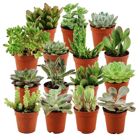 Lot de mini-succulentes en pots