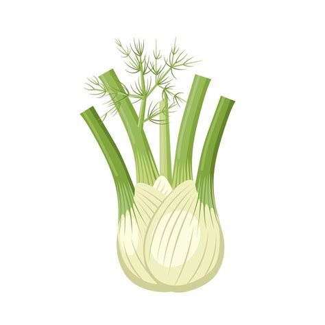 illustration d'un fenouil frais sur un étal de marché