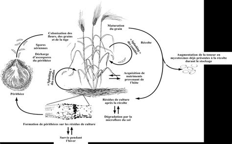 Schéma du cycle de vie de Fusarium oxysporum
