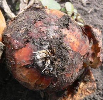 Bulbe d'oignon atteint de pourriture fusarienne