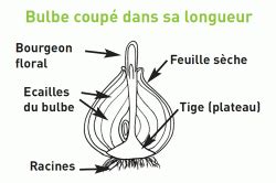 Coupe longitudinale d'un bulbe infecté de Fusarium