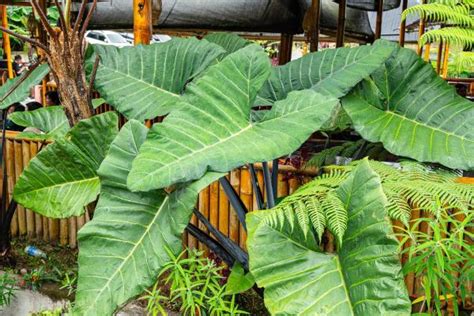 Infographie comparant les feuilles d'Alocasia en cas de sous-arrosage et de sur-arrosage