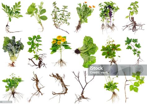 Diverses plantes avec leurs capacités