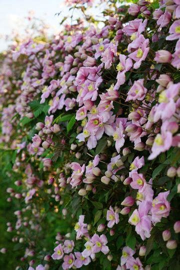 clématite montana en pleine floraison sur une pergola
