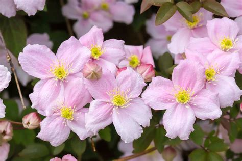 gros plan sur les fleurs roses de Clematis montana