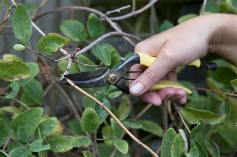 outils de taille pour les plantes grimpantes