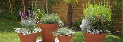 plantes en pots jardinerie