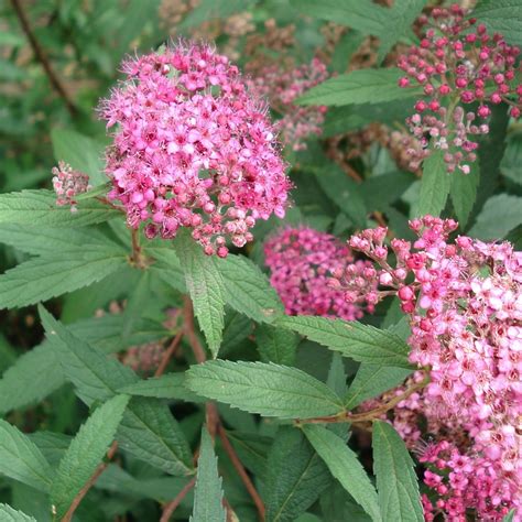 Spirée 'Anthony Waterer' en pleine floraison