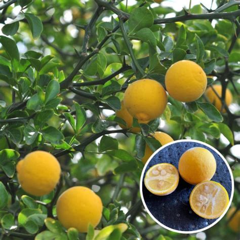 Citronnier greffé sur Poncirus trifoliata