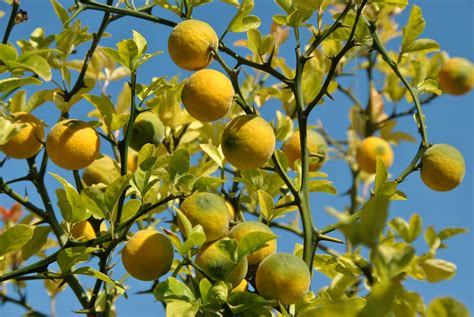 Schéma des caractéristiques botaniques du Poncirus trifoliata