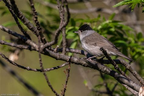 Oiseau avec une bavette distinctive