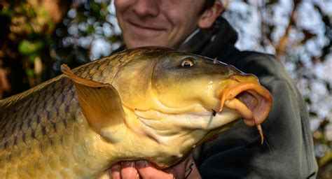 Pêche à la carpe en rivière