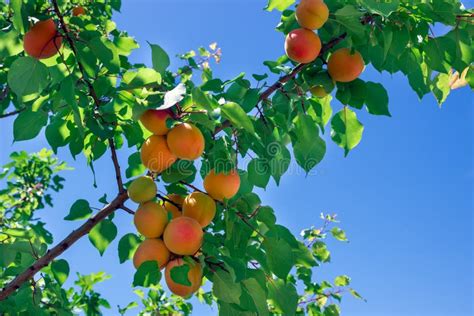 Abricots mûrs sur l'arbre