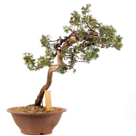 Juniperus Sabina Yamadori
