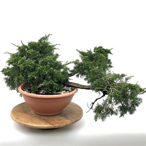 Bonsaï Yamadori Juniperus Sabina en pot de culture