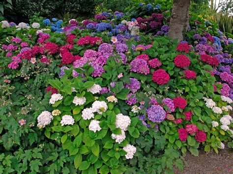 Un massif harmonieux associant des hortensias colorés à l'arrière-plan et des iris en bordure