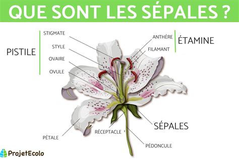 Plan rapproché sur une fleur d'iris montrant la structure des sépales et des pétales