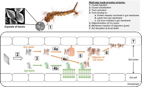 Mécanisme d'action des toxines Cry du Bacillus thuringiensis
