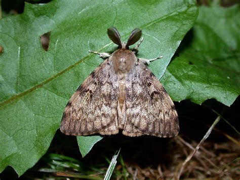 Mâle de la Spongieuse (Lymantria dispar)