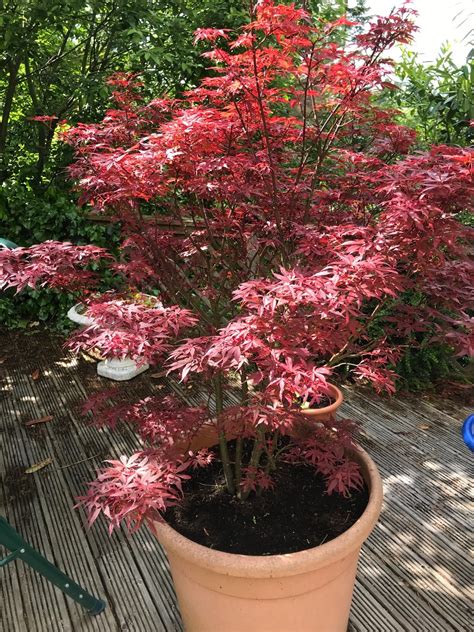 Acer palmatum 'Shaina' en bonsaï