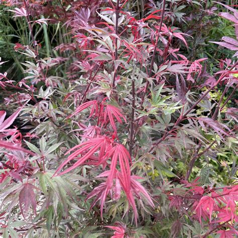 Feuillage d'Acer palmatum 'Shaina' en automne