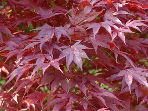 Variétés d'érables du Japon pour petits jardins