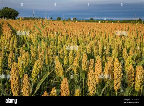 Champ de millet en grappe