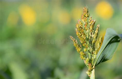 Millet jeune pousse