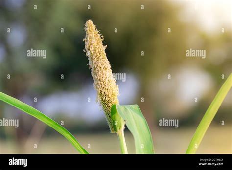 Épi de millet mûr
