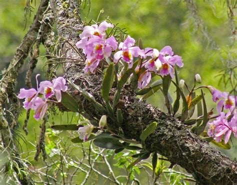 Orchidées épiphytes sur un arbre