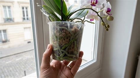 Orchidées en sphaigne dans des pots transparents