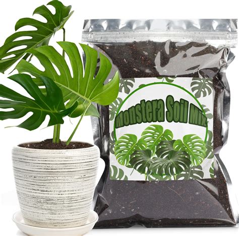 Monstera dans un substrat aéré