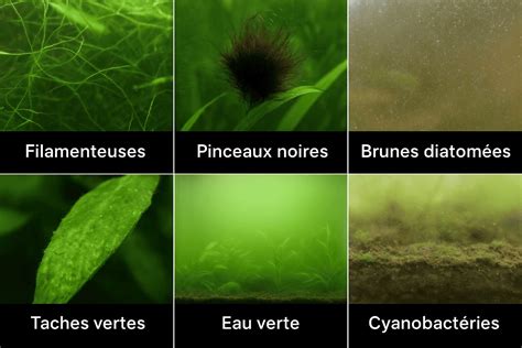 Types d'algues courantes en aquarium