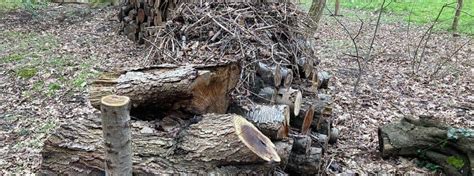 Photo d'un hérisson nichant dans un tas de bois mort