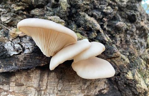Photo de pleurotes en huître poussant sur un tronc d'arbre mort