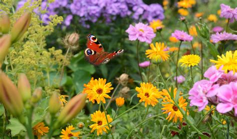 Plantes et fleurs ornementales
