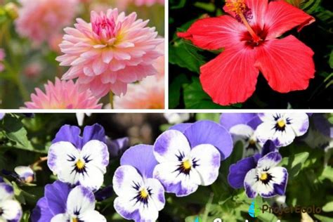 Diversité de plantes ornementales