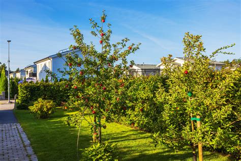 Arbres fruitiers en centre-ville