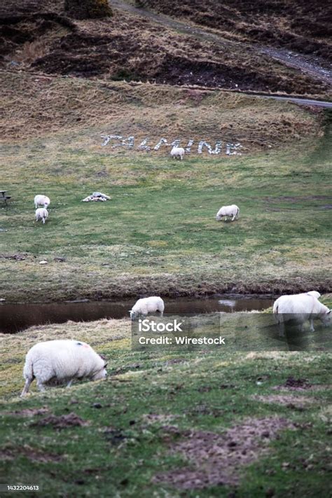 Moutons en train de paître dans un champ, illustrant l'éco-pâturage