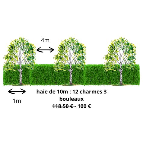 Illustration d'un jardin avec des tilleuls, charmes, hêtres et bouleaux