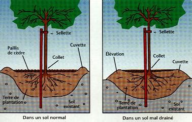 Schéma illustrant le bon niveau de plantation, montrant le collet de l'arbre juste au niveau du sol