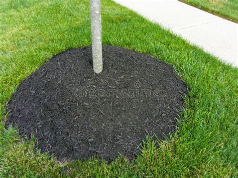 Jeune arbre avec une cuvette de paillis organique autour de sa base